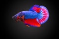 SIAMESE FIGHTING FISH Royalty Free Stock Photo