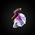 SIAMESE FIGHTING FISH Royalty Free Stock Photo