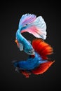 SIAMESE FIGHTING FISH Royalty Free Stock Photo