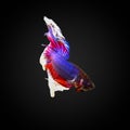 SIAMESE FIGHTING FISH Royalty Free Stock Photo