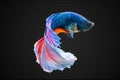 SIAMESE FIGHTING FISH Royalty Free Stock Photo