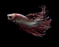 Siamese fighting fish