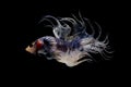 Siamese fighting fish Crowntail Betta