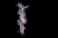 Siamese fighting fish Crowntail Betta isolate on black background Royalty Free Stock Photo