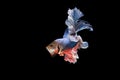 Siamese fighting fish fancy halfmoon Betta Isolated on black background. Royalty Free Stock Photo