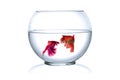 Siamese fighting fish in fish bowl, Royalty Free Stock Photo