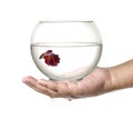 Siamese fighting fish in fish bowl, in hand isolated on a white background. Royalty Free Stock Photo