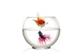 Siamese fighting fish and Golden Fish in fish bowl , in front of white background Royalty Free Stock Photo