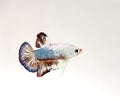 Siamese fighting fish Royalty Free Stock Photo