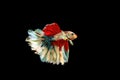 Siamese fighting fish isolated on black background. Fish fancy color. Black isolate. Space for text