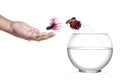 Siamese fighting fish jumping out of fishbowl and into human palm isolated on white.