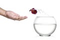 Siamese fighting fish jumping out of fishbowl and into human palm