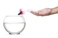 Siamese fighting fish jumping out of human palm and into fishbowl isolated on white.