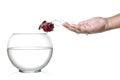 Siamese fighting fish jumping out of human palm and into fishbowl isolated on white.