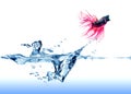 Siamese Fighting Fish jumping out of the water
