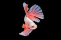 Siamese fighting fish, Orange-Blue, betta fish on black background.