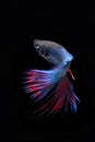 Siamese fighting fish