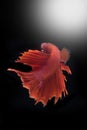 Siamese fighting fish