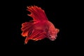 Siamese fighting fish