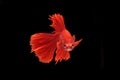 Siamese fighting fish