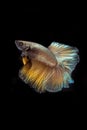 Siamese fighting fish