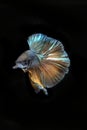 Siamese fighting fish