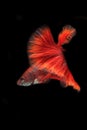 Siamese fighting fish