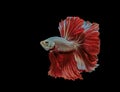 Siamese fighting fish, red fish, black background Betta splendens, Betta Fish, Halfmoon Betta