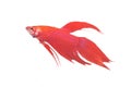 Siamese Fighting Fish