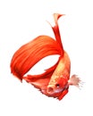 Siamese Fighting Fish Royalty Free Stock Photo