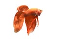 Siamese Fighting Fish Royalty Free Stock Photo