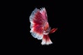 Siamese fighting fish, Ruby-White, betta fish on black background. Royalty Free Stock Photo