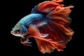 Siamese Fighting Fish Transparent Isolated Close-Up, AI