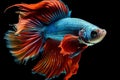 Siamese Fighting Fish Transparent Isolated Close-Up, AI