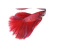 Siamese fighting fish Royalty Free Stock Photo