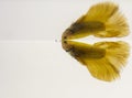 Siamese Fighting Fish Yellow Halfmoon Betta Splendens with reflection. Bettas are a member of the gourami family and are known to