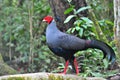 Siamese fireback bird Royalty Free Stock Photo