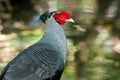 Siamese Fireback Royalty Free Stock Photo