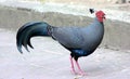 Siamese fireback Royalty Free Stock Photo