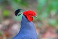 Siamese fireback Royalty Free Stock Photo