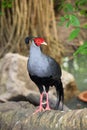 Siamese Fireback (Male) Royalty Free Stock Photo