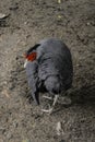 Siamese Fireback pheasant Royalty Free Stock Photo