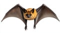 Siamese Flying Fox with its striking fur and expansive wings is captured mid flight highlighting its unique features Royalty Free Stock Photo