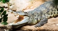 Siamese freshwater crocodile Royalty Free Stock Photo