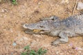 Siamese freshwater crocodile