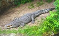 Siamese freshwater crocodile