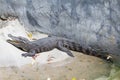 Siamese Freshwater Crocodile is sleeping near the pond