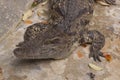 Siamese Freshwater Crocodile Royalty Free Stock Photo