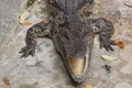 Siamese Freshwater Crocodile Royalty Free Stock Photo