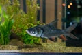 Siamese giant carp, Giant barb or science name Catlocarpio siamensis in fish tank